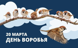 "Наши друзья-воробьи!" "Наши друзья-воробьи!".