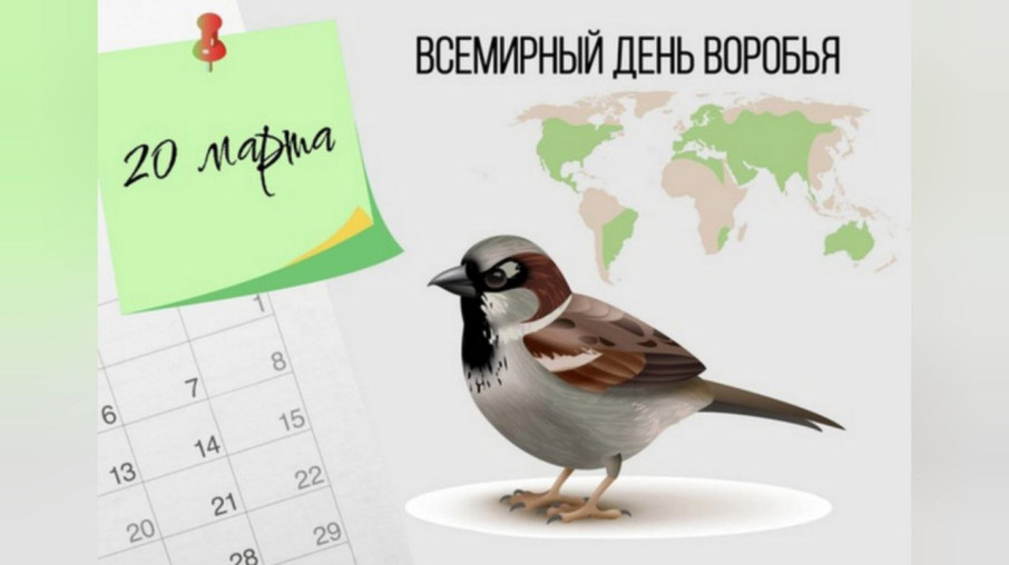 Всемирный день воробья Всемирный день воробья.